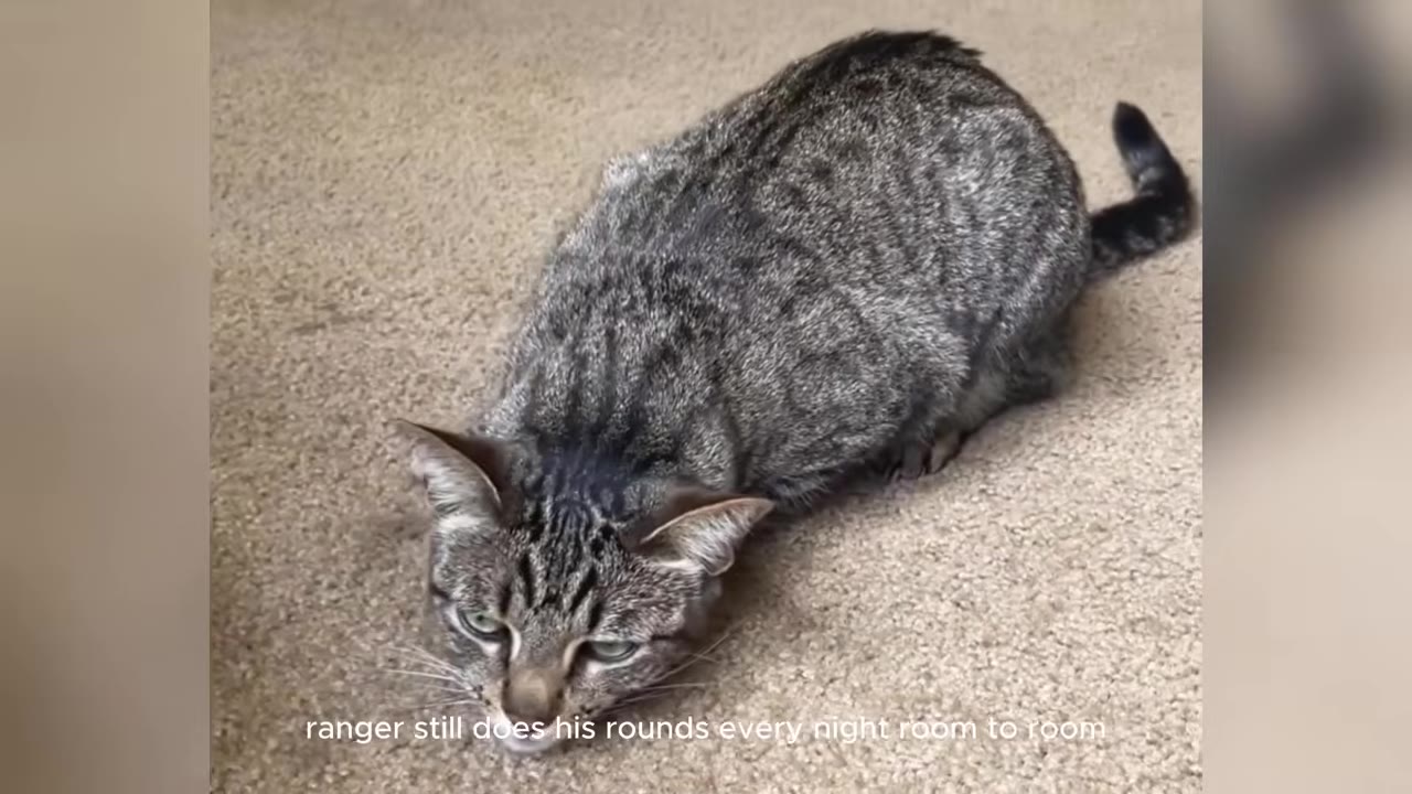 A tabby cat crouching low on a beige carpet, looking forward with an alert expression.