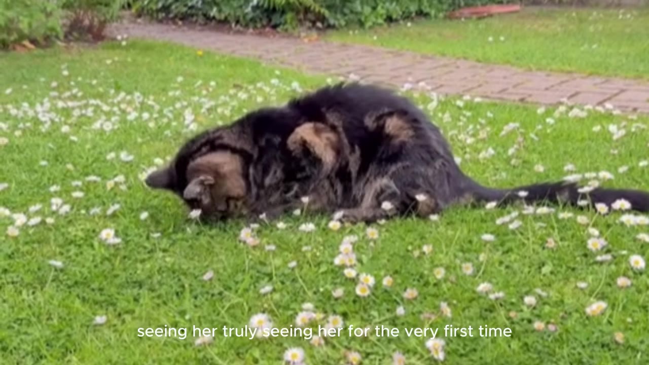 A fluffy dark tabby cat sits on a green lawn dotted with small white daisy flowers.