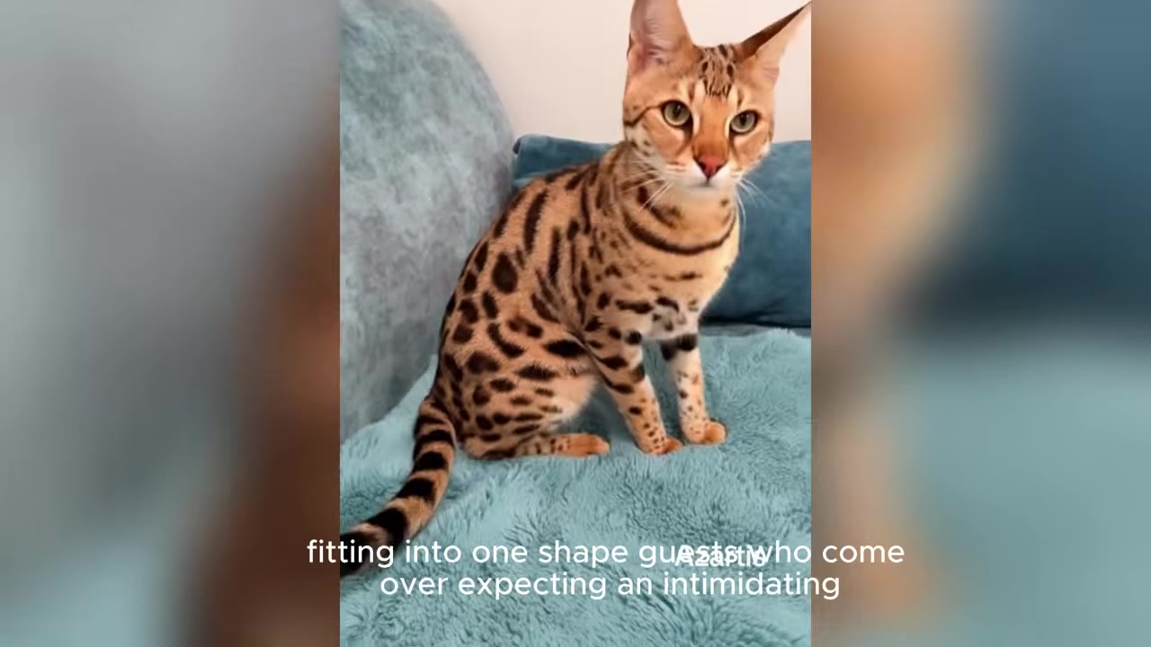 A large, spotted Savannah cat with long legs and large ears sits on a blue blanket, looking towards the camera.