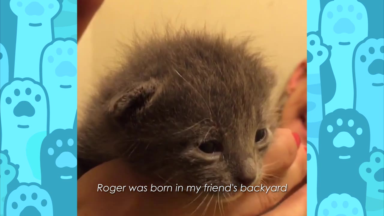 A close-up of a tiny, fluffy grey kitten being held gently in a person's hands.