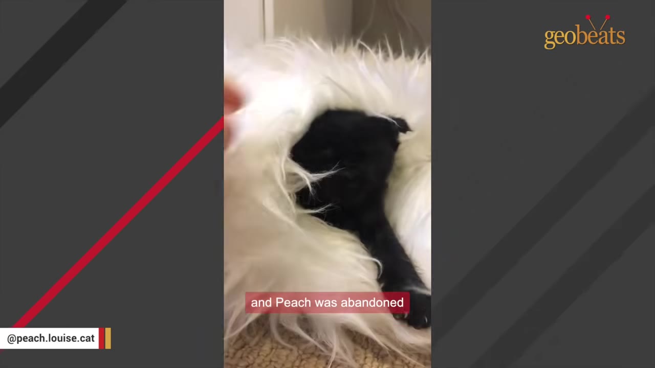 A tiny black kitten nestled inside a fluffy white blanket.