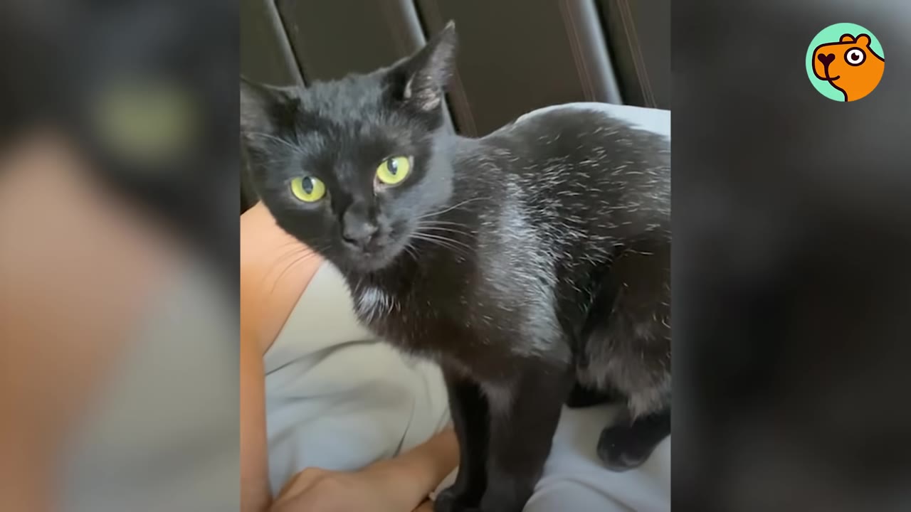 A close-up shot of a black kitten with bright green eyes looking directly at the camera while sitting on someone's lap.