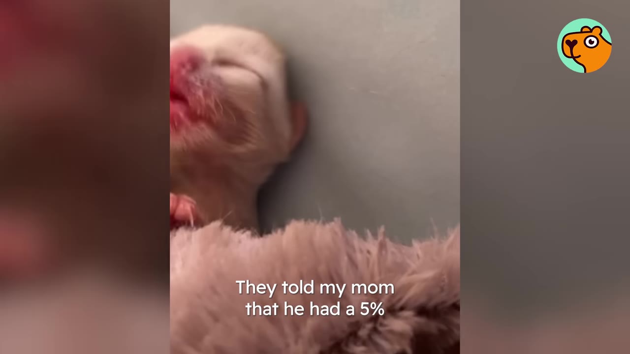 A close-up of a tiny, newborn white kitten with closed eyes lying on a pink blanket, with text overlay reading 'They told my mom that he had a 5%'