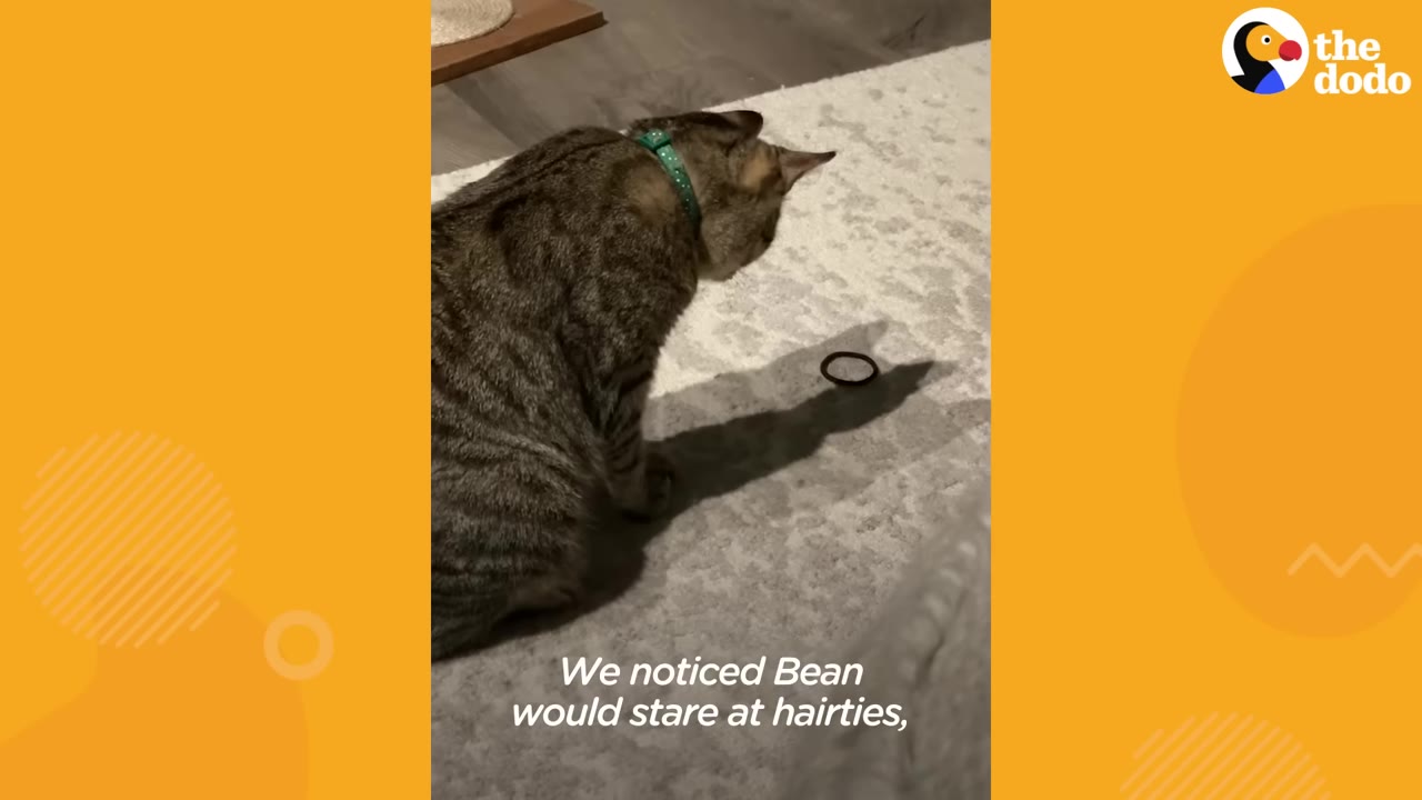 A tabby cat wearing a green collar sits on a light-colored rug, staring intently at a black hair tie on the floor.