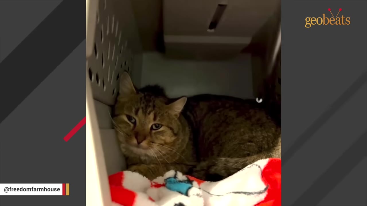A brown tabby cat lies inside a pet carrier on a red and white blanket, looking cautiously toward the camera.