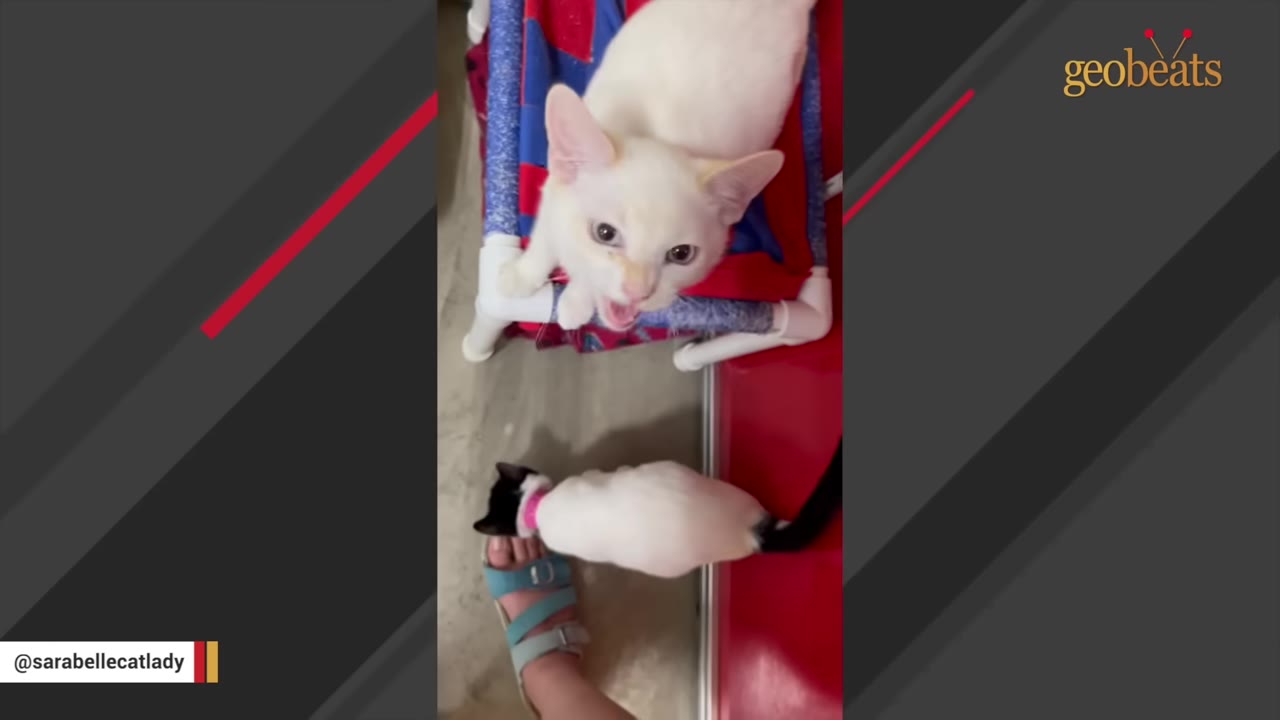 A white cat with light blue eyes looks up and meows from a small blue and red hammock, while a smaller black and white kitten stands near a person's foot wearing a blue sandal.