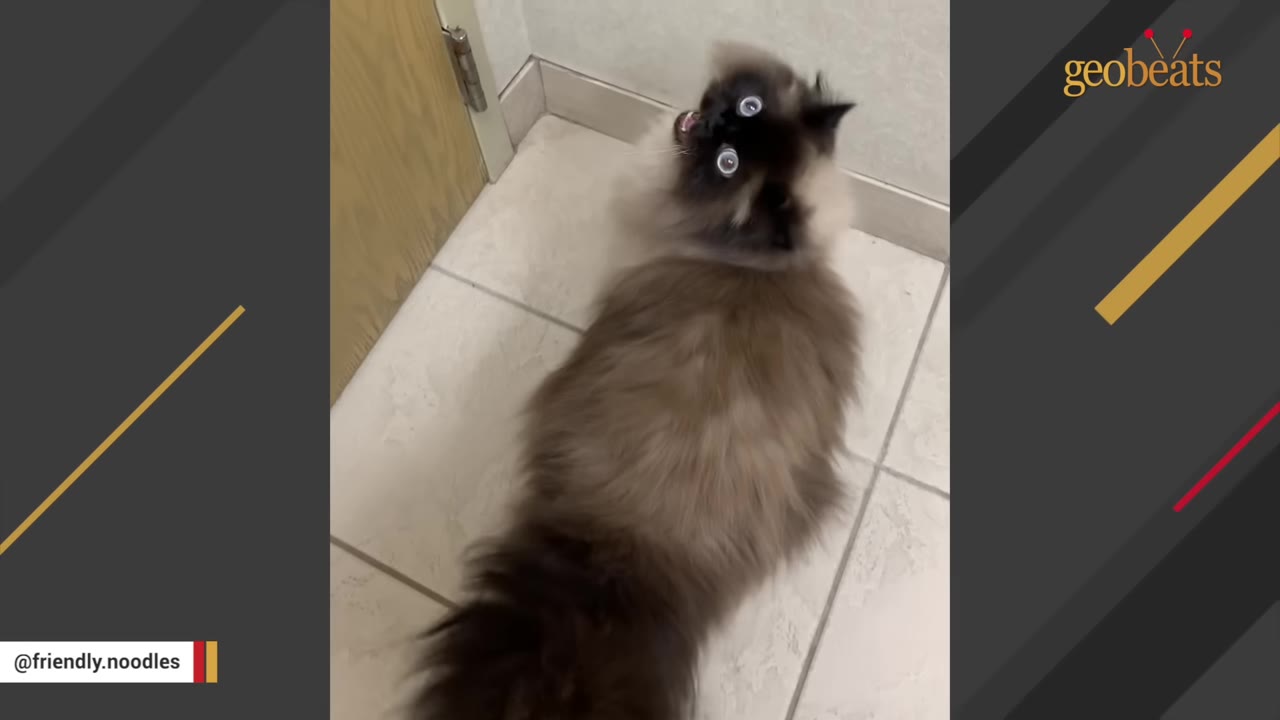 A fluffy, long-haired Siamese-mix cat with striking, wide blue eyes looks up towards the camera from a tiled floor.