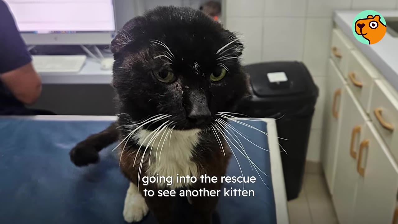 A close-up of a black and white cat with green eyes sitting on an examination table, with text overlay reading 'going into the rescue to see another kitten'.