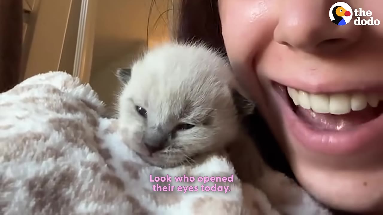 A close-up of a tiny, light-colored kitten with dark ears and nose, resting on a spotted blanket next to a smiling woman.