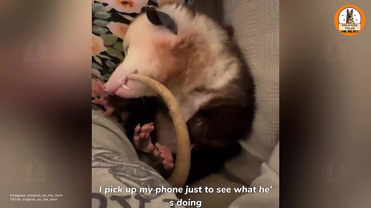 A close-up of a pet possum resting on a person's lap, holding its long tail near its face.