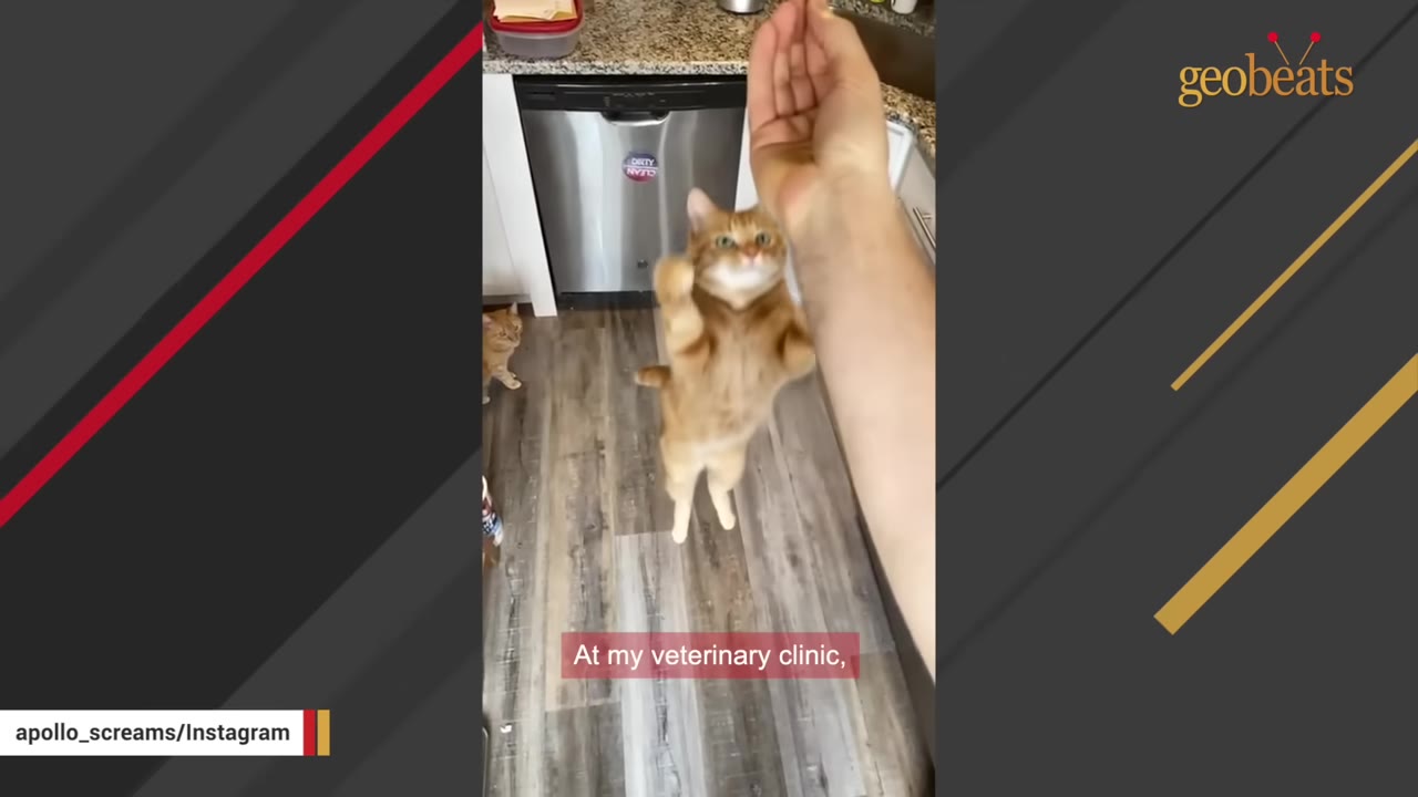 An orange cat jumping up on its hind legs towards a person's hand in a kitchen, with a caption reading 'At my veterinary clinic,'.
