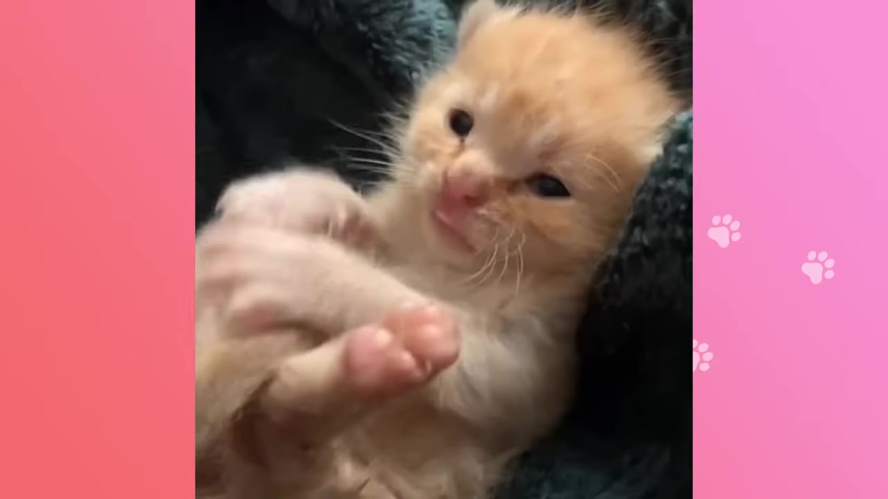 A close-up of a tiny, fluffy orange kitten lying on a dark blanket, looking up with wide eyes.