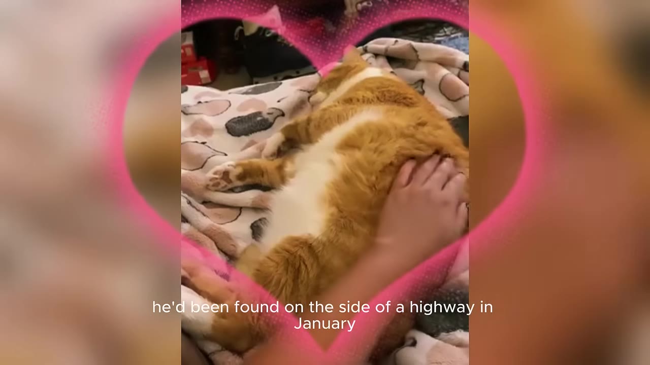 An orange and white cat lies on a patterned blanket while being petted by a hand, framed by a pink heart graphic with text overlay reading 'he'd been found on the side of a highway in January'.