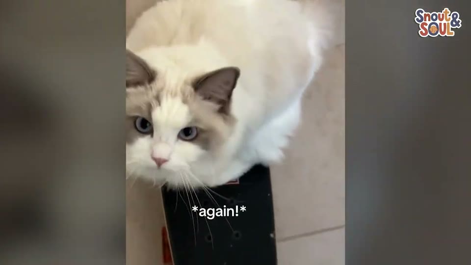 Video frame for A Curious Discovery