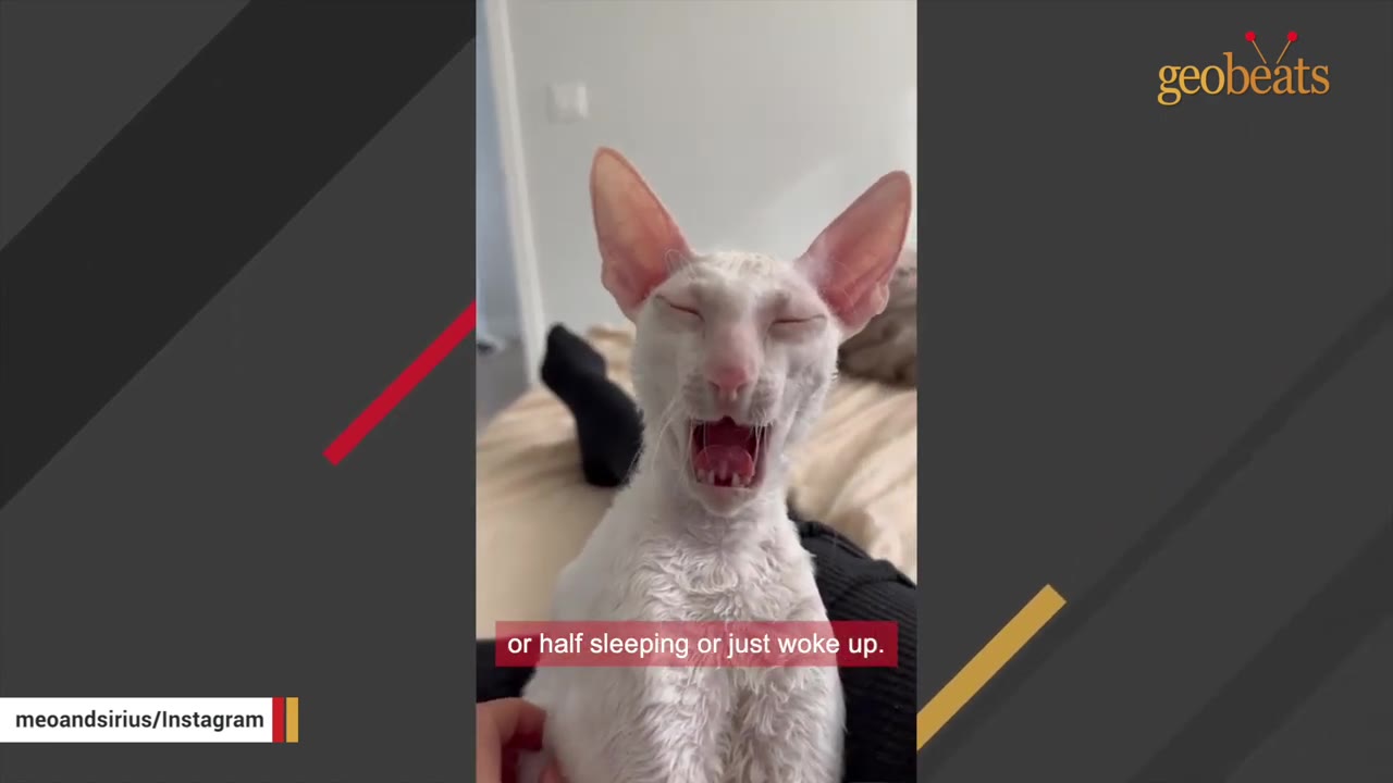 A close-up of a white Cornish Rex cat yawning widely with its eyes closed, appearing half-asleep.