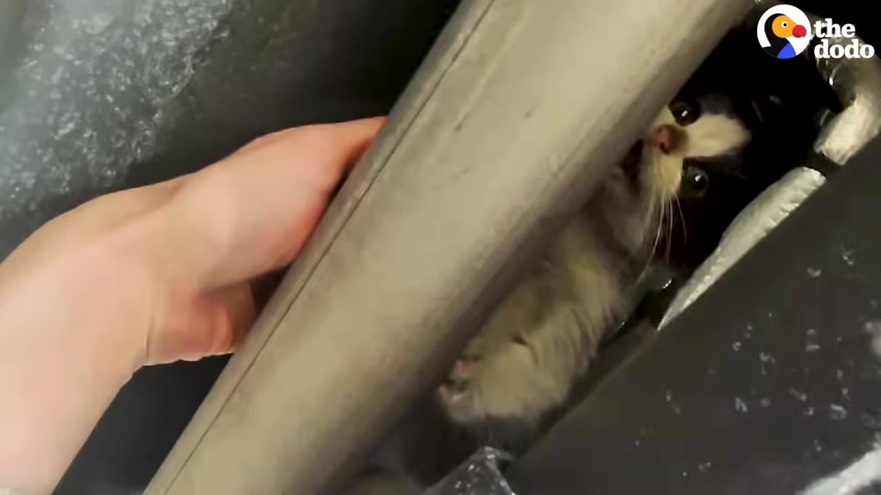 A close-up shot from underneath a vehicle showing a small black-and-white kitten hiding behind a metal pipe, looking out with wide eyes as a person's hand reaches nearby.