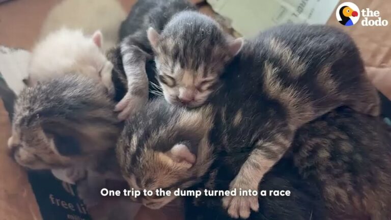 Tennessee Woman Goes To The Dump And Faces A Heartbreaking Choice To Save A Feline Family