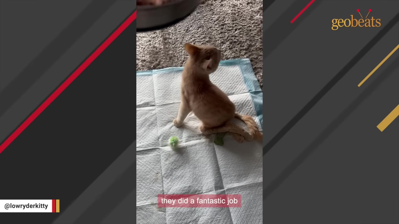 An orange kitten sits on a white training pad, with its hind legs splayed out behind it.