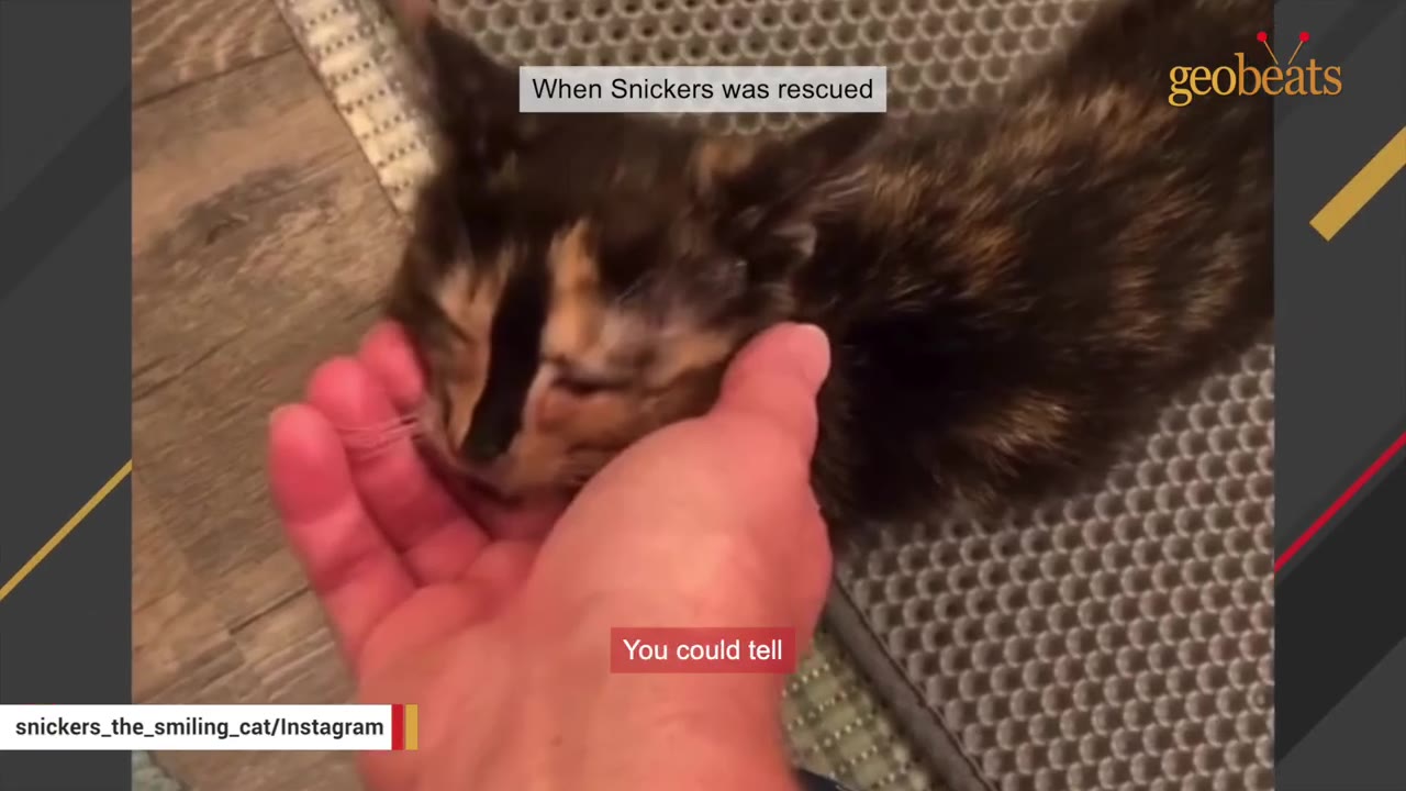 A close-up of a tiny, sick calico kitten with its eyes closed, resting in a person's hand.