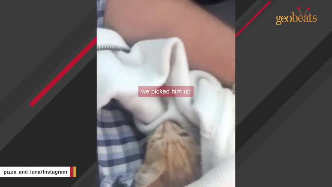 A small orange kitten peeking out from inside a white jacket being held by someone.