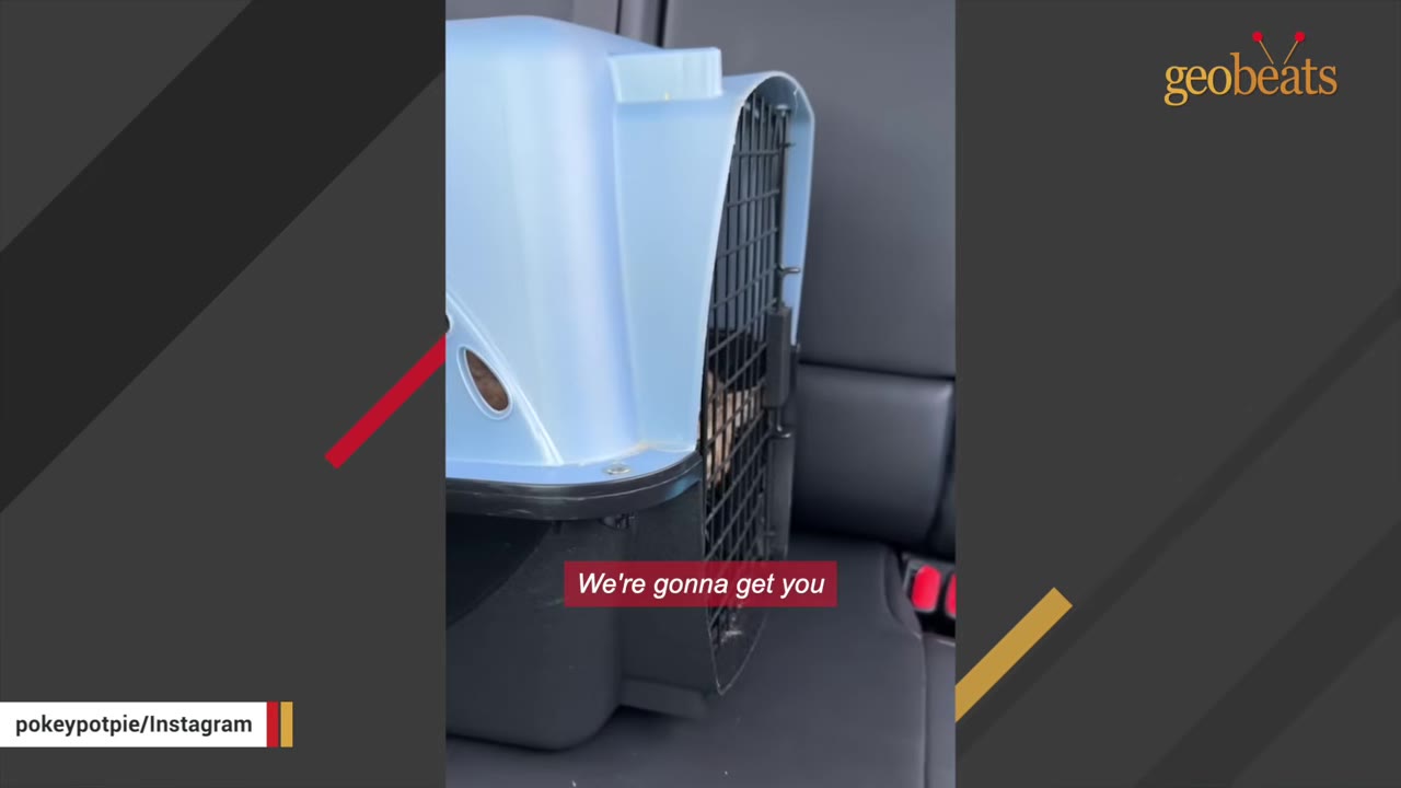 A blue and black pet carrier sitting on a dark car seat during transport.