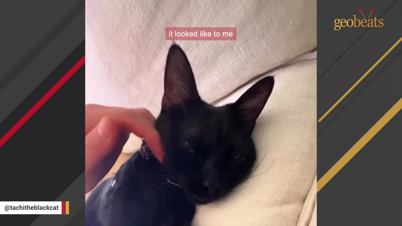 A close-up of a black cat resting on a light-colored cushion while being gently petted by a person's hand.