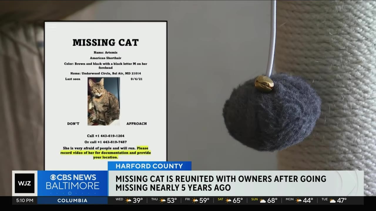 A missing cat flyer for a brown and black American Shorthair named Artemis is displayed next to a hanging cat toy.