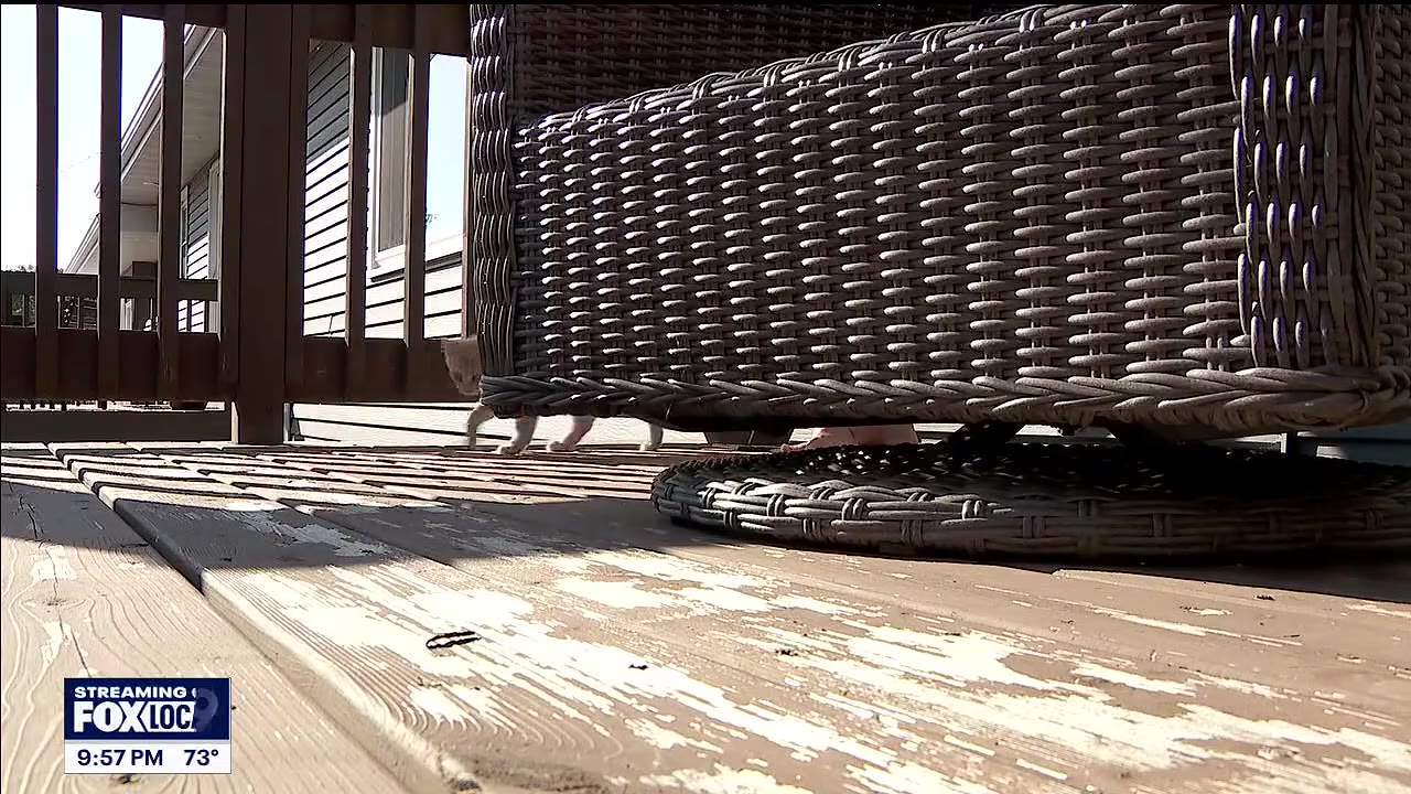A small light-colored cat walks on a wooden deck behind a large wicker patio chair.