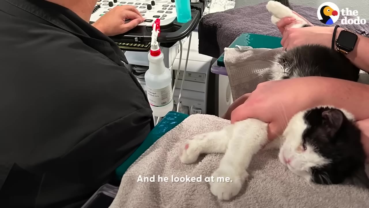 A black and white cat lies on a towel while being held by a person, as a veterinary professional operates an ultrasound machine nearby.