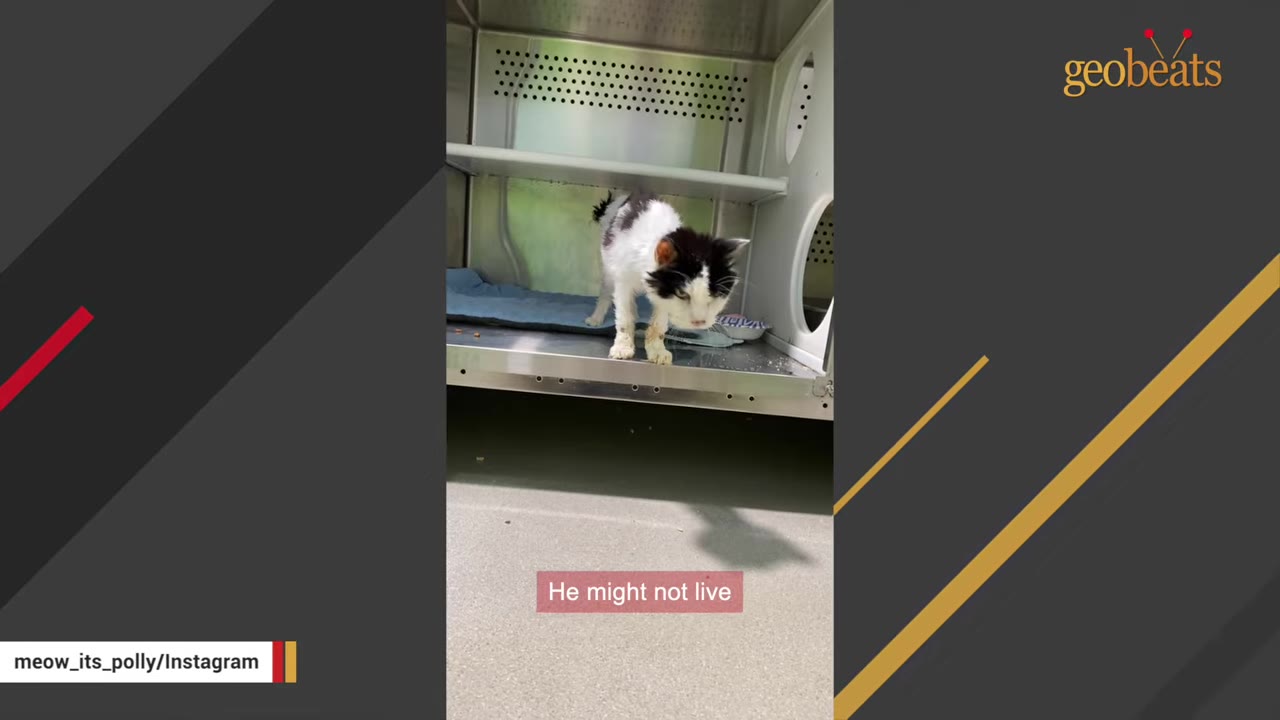 A frail, scruffy black and white cat stands inside a metal veterinary kennel.