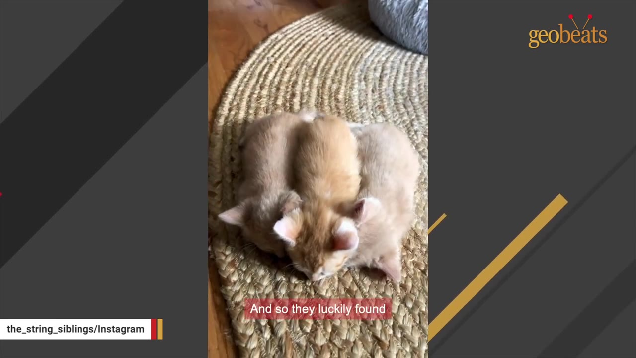 Three small orange kittens huddled together on a round woven rug.