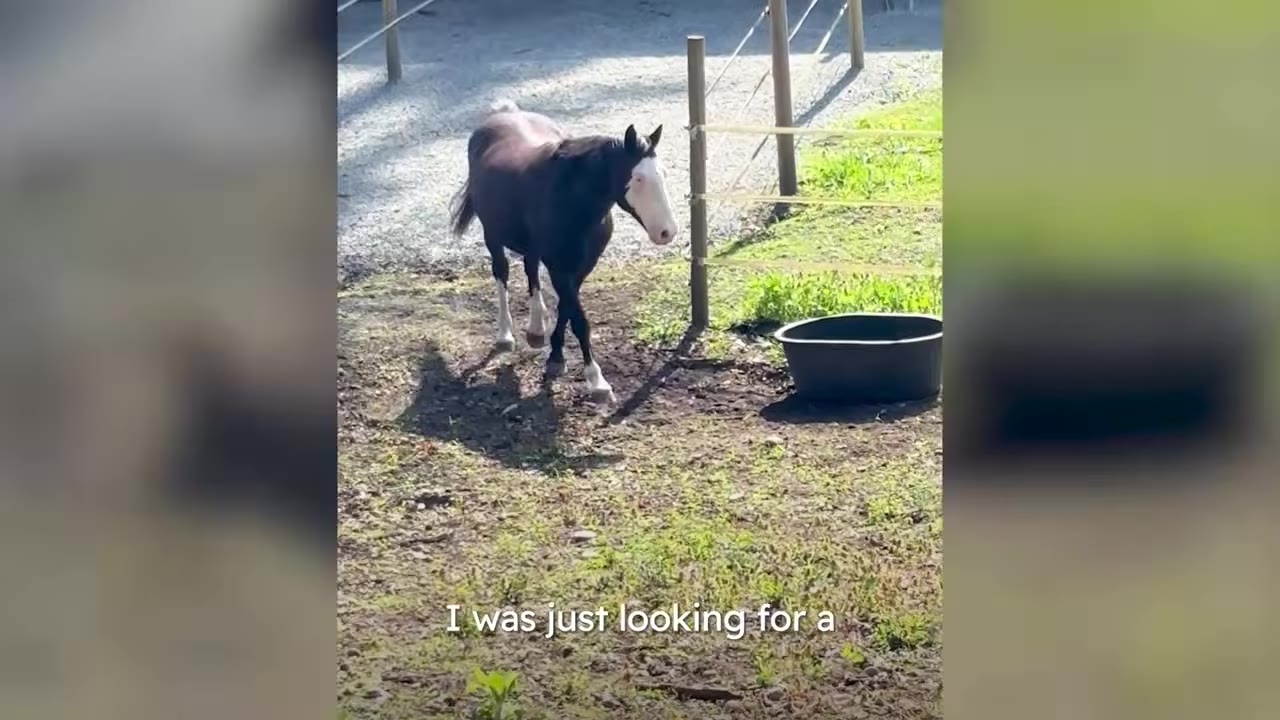 A dark brown horse with a distinctive white face and white socks walks in a fenced paddock.