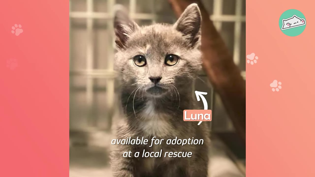 A grey kitten with white chest fur looking directly at the camera, with text overlay reading 'Luna' and 'available for adoption at a local rescue'.