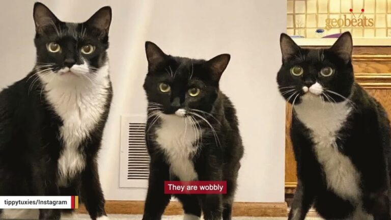 Michigan Volunteer Meets Wobbly Kittens Rescued From A Wall And Gives Them The Perfect Safe Haven