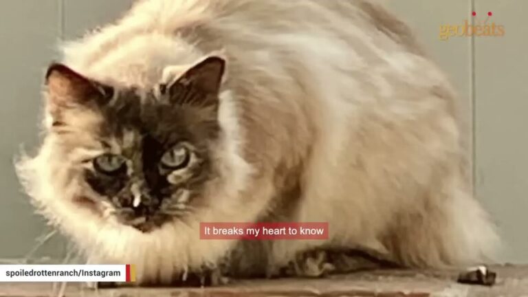 California Cat Lived Outside For 10 Years Until One Woman Decided To Open Her Door And Take A Chance