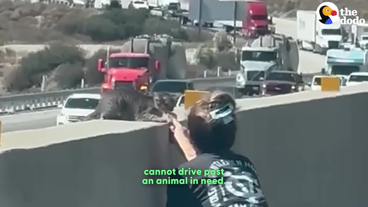 A woman reaches out to grab a grey cat sitting on a concrete highway barrier with traffic in the background.