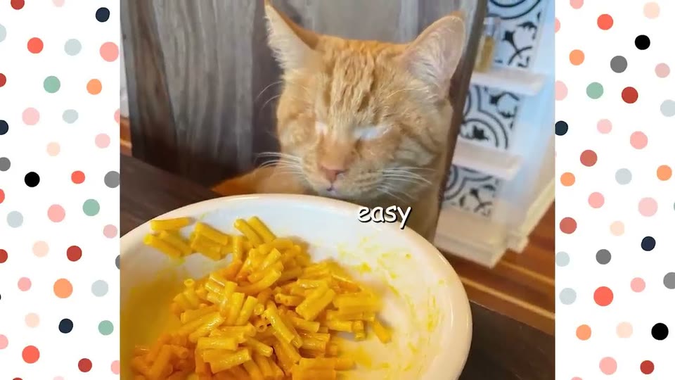 Video frame for A Feline Guide