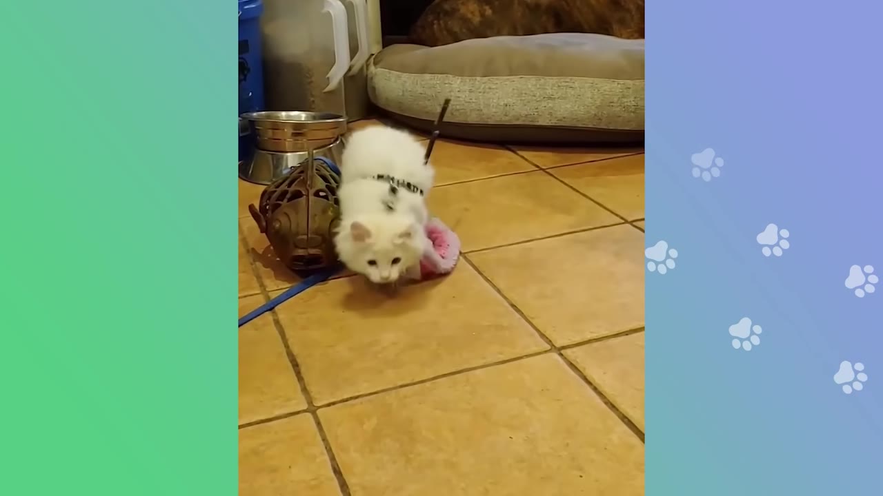 A small, fluffy white cat wearing a harness stands on a tiled floor next to a pet bowl and a toy.