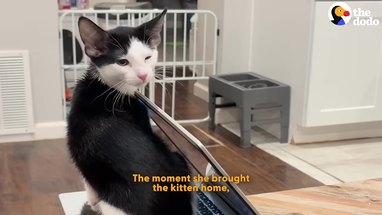 A black and white kitten sitting on a laptop keyboard inside a home, looking back over its shoulder.