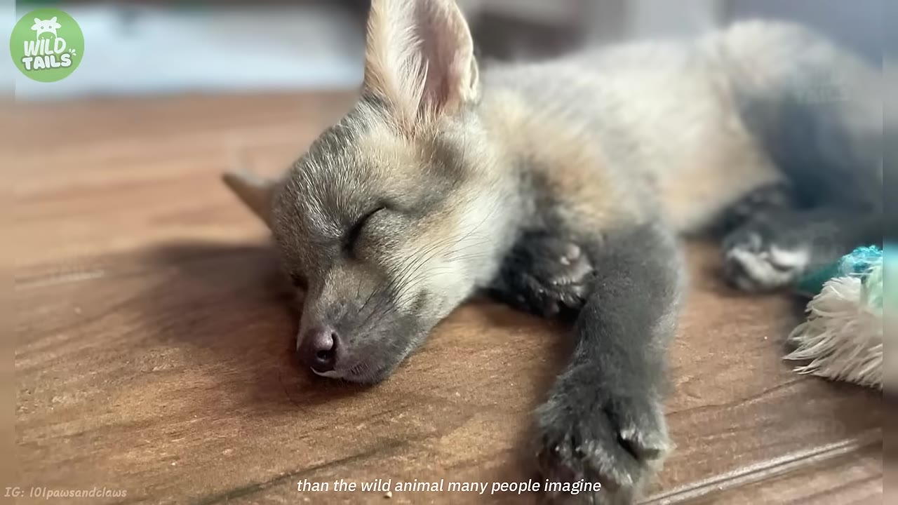 A close-up of a young, small fox cub sleeping peacefully on a wooden floor.