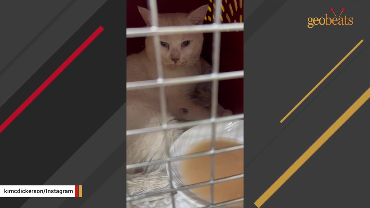 A white cat with dirty fur sits inside a wire cage, looking directly at the camera.