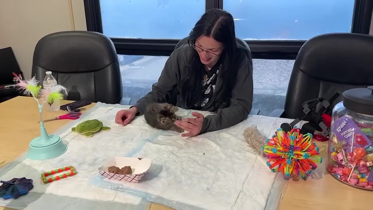 A shelter worker gently examines a small tabby kitten on a white examination pad surrounded by toys.