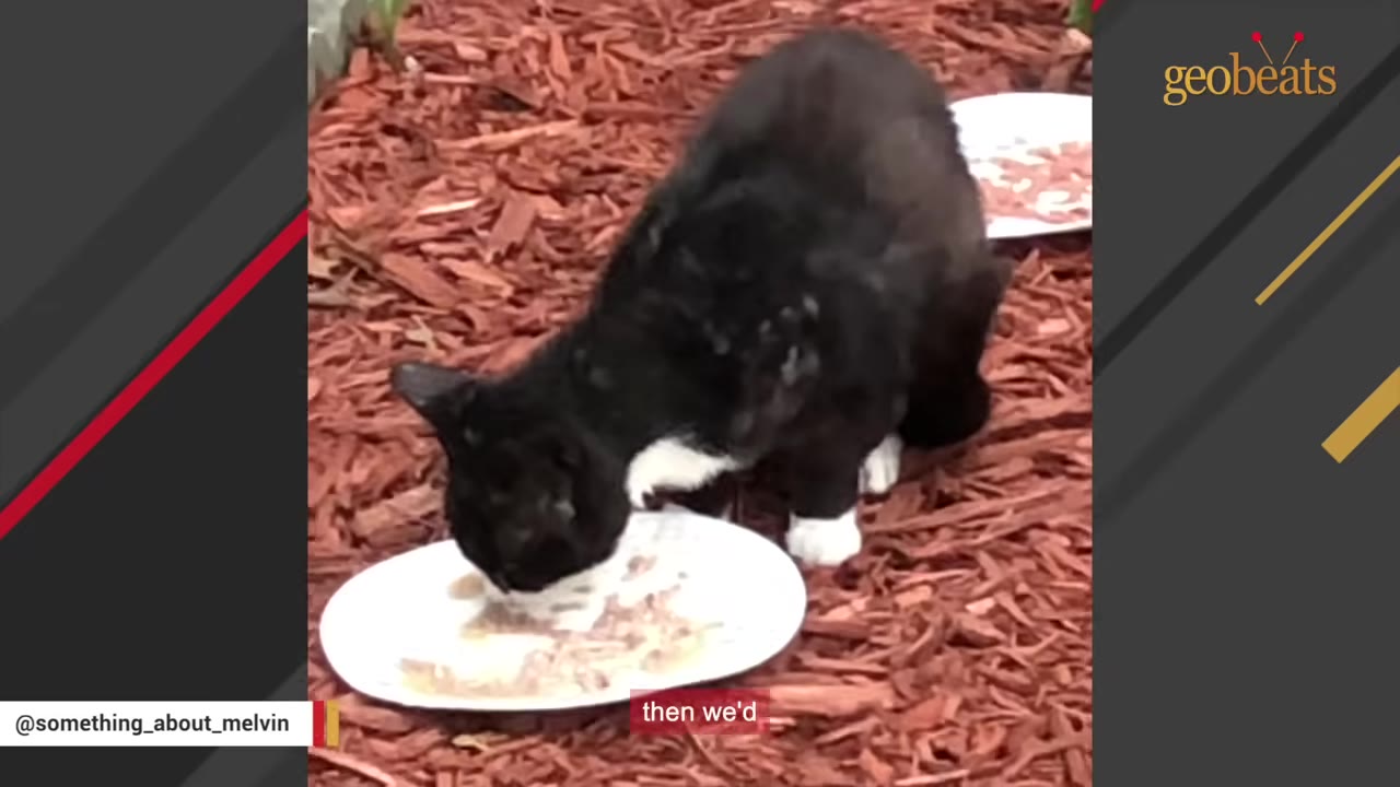 A black and white tuxedo cat eats food from a white plate on red wood mulch.