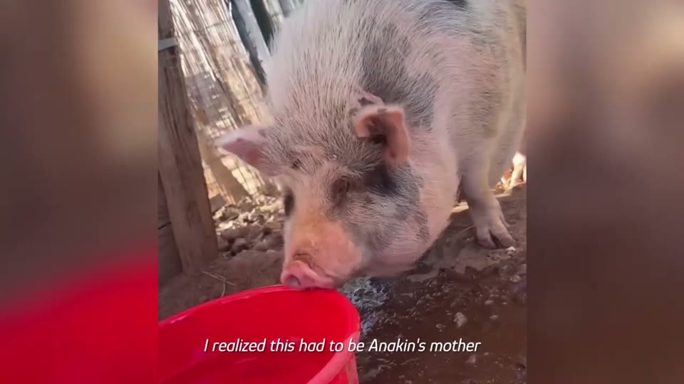 Video frame for A Heartbreaking Discovery