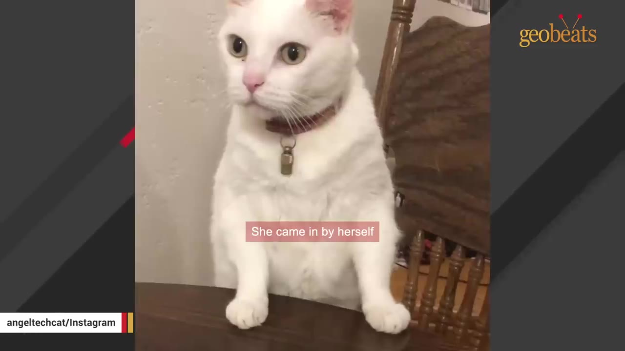 A white cat with a collar stands on its hind legs at a wooden table, looking forward.