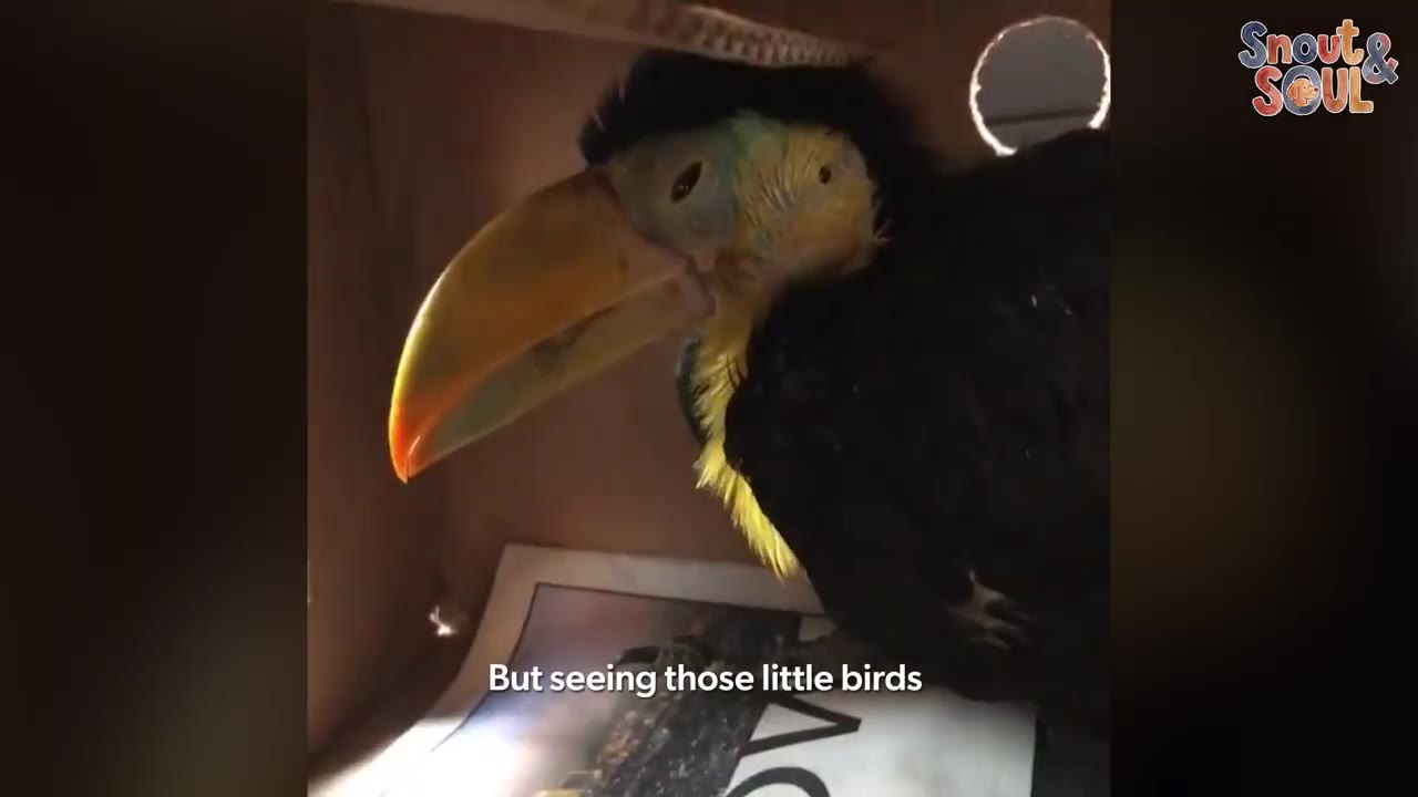 A young, scruffy toucan with a yellow beak and chest sits inside a dark cardboard box lined with newspaper.
