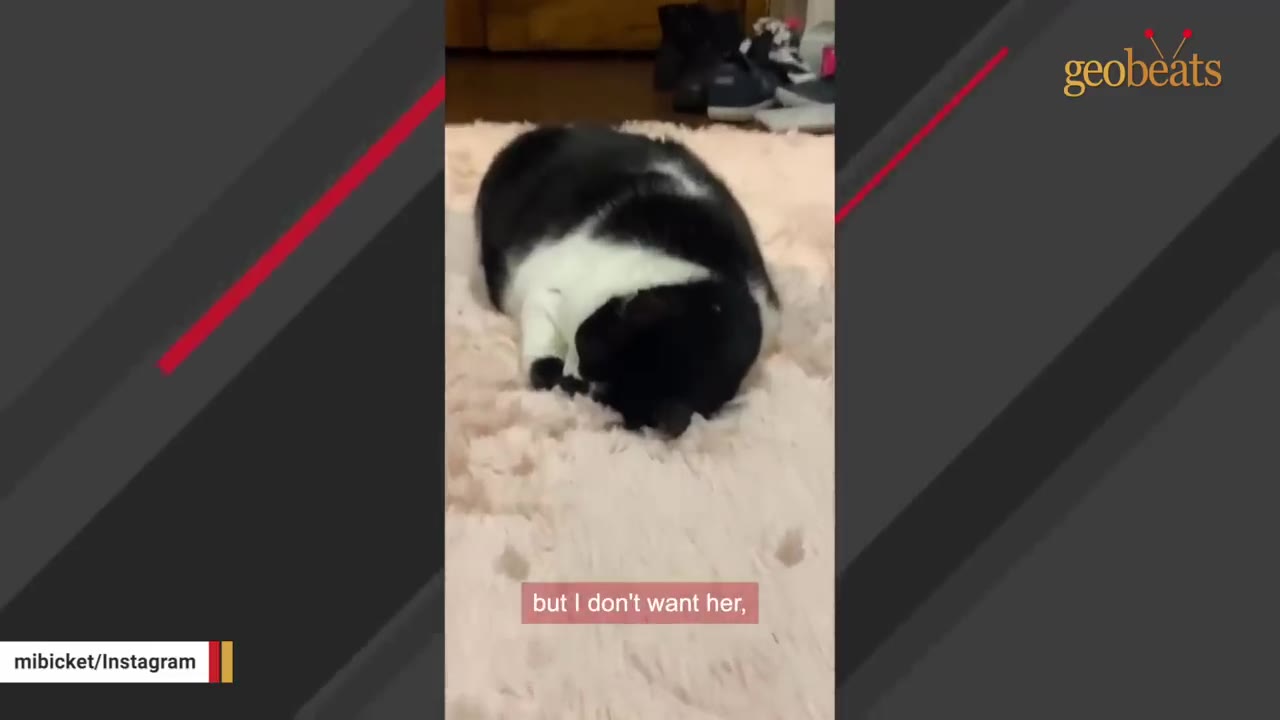 A black and white cat lies on a fluffy pink rug with a text overlay that reads 'but I don't want her,'.