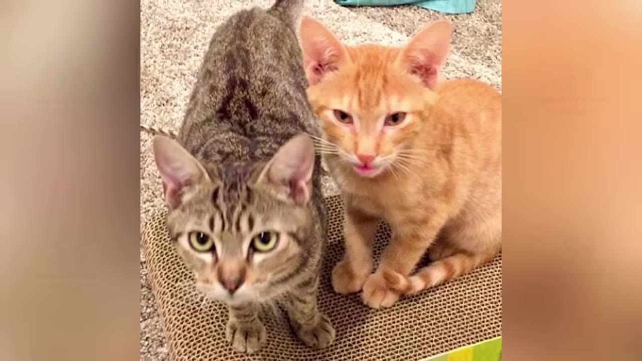 A close-up shot of a tabby kitten and an orange kitten sitting together on a scratching pad, looking directly at the camera.