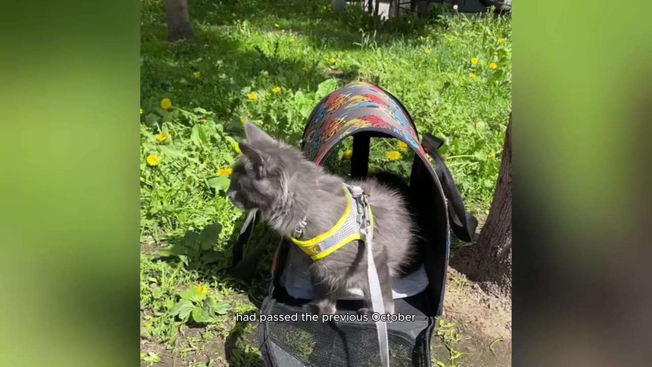 A fluffy grey cat wearing a yellow harness sits inside a colorful pet carrier outdoors on a sunny day.