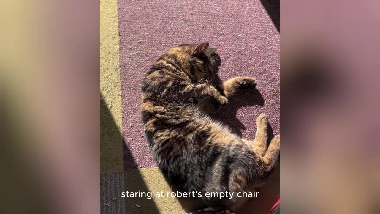A tabby cat lies curled up on a purple and yellow rug, basking in a patch of sunlight.